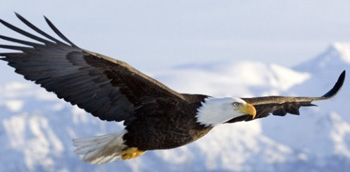 Eagle flying