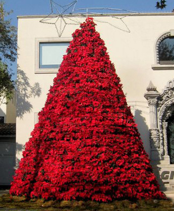 poinsettia tree